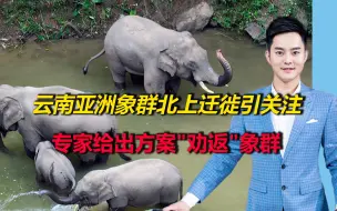 云南亚洲象群北上迁徙引关注，专家：原栖息地草本植物或不够