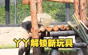 可可爱爱！丫丫爬木架玩新玩具