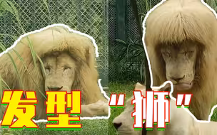 Tony老师都甘拜下风！这是真正的发型“狮”