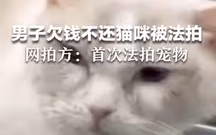 男子欠钱不还12只猫咪被法拍，网拍方：这是第一次法拍宠物。
