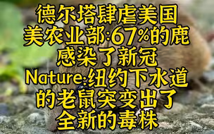危机：纽约下水道的老鼠突变出4种独特毒株