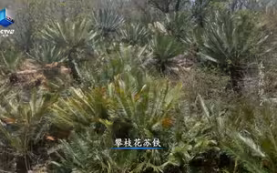 喜欢温暖环境的苏铁如何穿越冰川时期