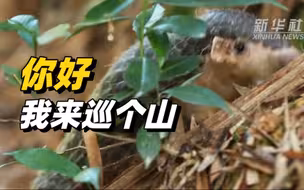 超萌预警！中华穿山甲来巡山