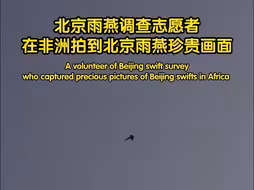 北京雨燕飞跃37国归巢倒计时！南非栖息地珍贵画面曝光