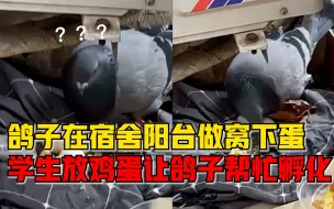 鸽子在高校男生宿舍阳台做窝下蛋，学生给窝里放鸡蛋让它帮忙孵化