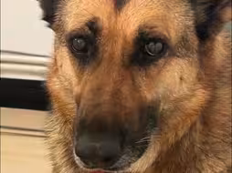 云南瑞丽一警犬被偷？勐卯边防派出所：真的，是特警大队的警犬