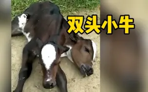 巴西一头小牛生下来有两个头 吃奶困难只能喂奶瓶 罕见画面曝光