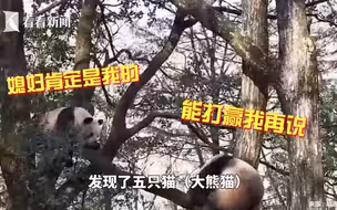 罕见！野生大熊猫“比武招亲”，场面激烈