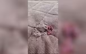 女子休假回家发现老鼠在床上筑巢 一窝粉嫩老鼠卷缩在一起