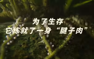 总台热播纪录片《绿色星球》入围白玉兰！戳视频看植物如何在淡水急流下生存