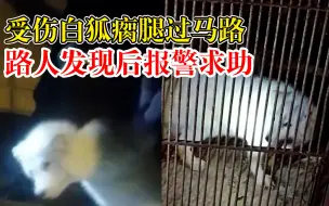 受伤白狐现身街头被当成狗：系北极狐，属国家三有动物