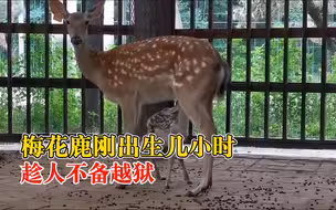 刚出生梅花鹿趁人不备越狱：找到时躺在水渠旁瑟瑟发抖