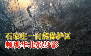石家庄一自然保护区频现华北豹：体型健美动作灵敏，被拍到11次