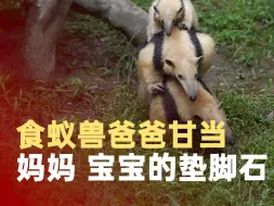 食蚁兽一家三口出行，爸爸甘当妈妈和宝宝的垫脚石。