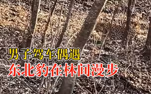 男子驾车偶遇东北豹林间散步：东北虎常见，东北豹不常见