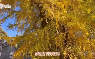 京西古刹潭柘寺1400多年古银杏树进入彩叶期