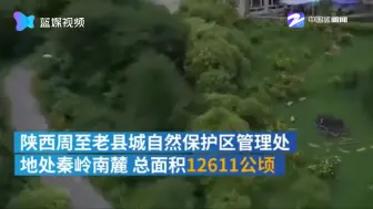 陕西秦岭南麓保护区再现金钱豹，悠哉漫步林间