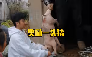乡村小学奖励优秀学生一人一头小猪