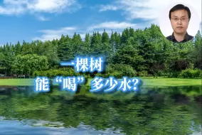 一棵树能“喝”多少水？