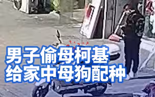 这啥眼神啊？上海一男子偷母柯基给家中母狗配种