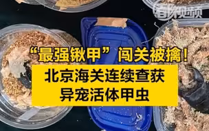 “最强锹甲”闯关被擒！北京海关连续查获异宠活体甲虫