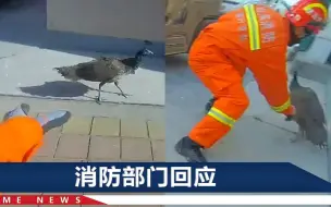 孔雀和消防员上演“追逐战”，被逼到屋檐，下一操作令人直呼厉害