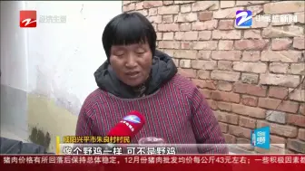 村民发现大鸟  竟是二级保护动物
