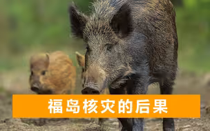 日本核辐射致野猪变异，催生新物种肆虐福岛，基因研究有意外发现