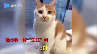和狗长大的猫咪养着养着逐渐狗化，迷惑行为看懵主人
