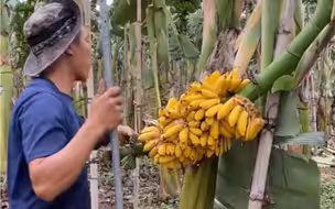 熟成这样，可惜了