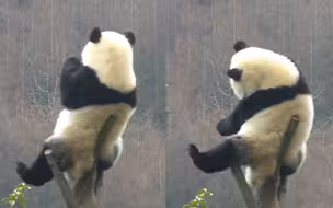 “妖娆”身姿预警！高空挠痒痒作业难度系数十