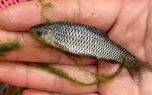 野生小青鱼
