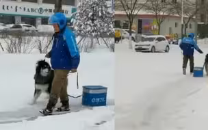 可可爱爱！雪橇犬拉着外卖箱陪小哥送餐 网友：干回老本行了