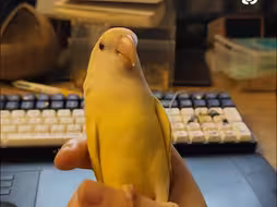 牡丹鹦鹉就是最温顺的鹦鹉
