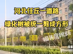 河北任丘一道路绿化树被统一剪成方形，当地：大家审美不同，圆形树太多变化一下