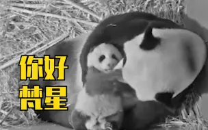 外交部：旅居荷兰大熊猫疫情期间产崽