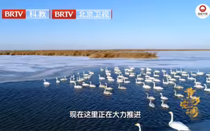 黄河流域的候鸟“停机坪”有多美？ #行走黄河 遇见幸福  #母亲河能有多美 #全国广电新媒体集结发光