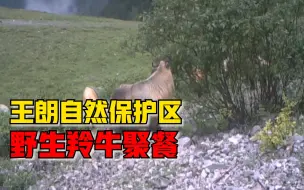 王朗自然保护区现野生羚牛聚餐，连续两天同一时间到同一地点