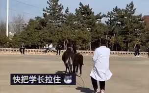 兽医专业学生校园内狂追受惊毛驴， 网友：到嘴的驴肉火烧跑了