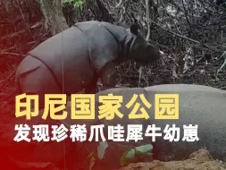 印尼国家公园发现珍稀爪哇犀牛幼崽