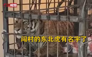 闯村东北虎得名“完达山1号” 系因现身完达山西南丘陵地带