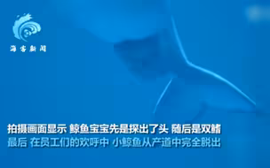 实拍芝加哥水族馆白鲸产子瞬间 围观群众齐欢呼