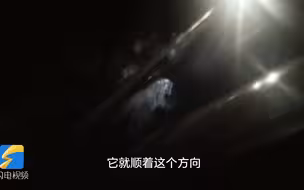 野生东北虎路中央拦截警车 民警惊呼：这么大，终于看到了