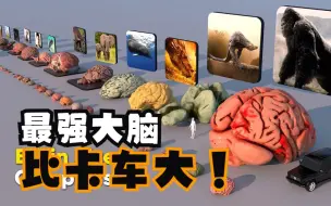 动物大脑重量比较！
