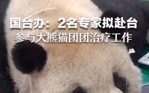 赠台大熊猫“团团”病情恶化无法预估寿命还剩多久 国台办：2名专家拟赴台参与治疗