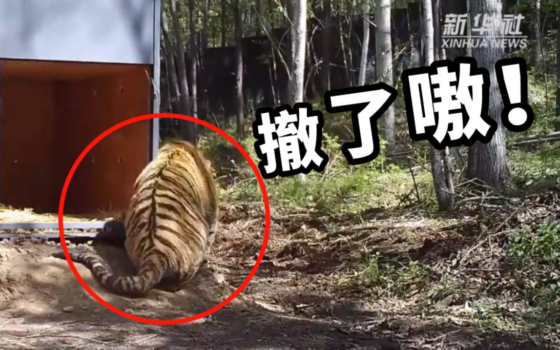 重回山林！进村东北虎成功放归自然
