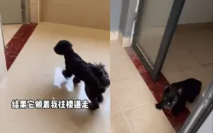 男子家门口遇到“流浪狗” 一路跟随上天台后才发现自己被套路了