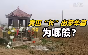 麦田“长”出豪华墓，为哪般？