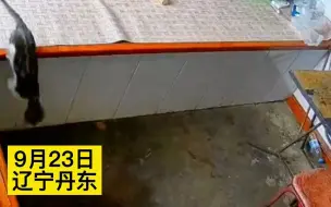 老人到城里采购，回家瞬间被猫猫狗狗围成一团
