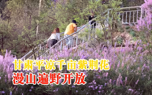甘肃平凉千亩紫荆花漫山遍野开放，风景如画引游人观赏